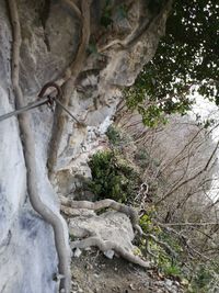 Low angle view of trees growing in forest