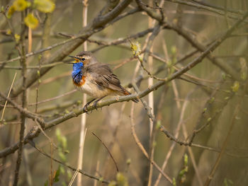 Close-up of bird perching on branch