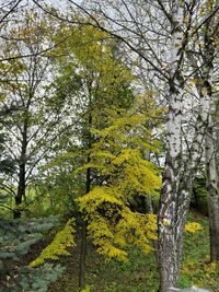 Trees in forest during autumn