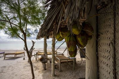 Palm trees on beach