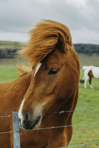 Close-up of horse standing on field against sky