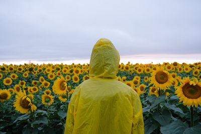 Rear view of person standing on sunflower field against sky