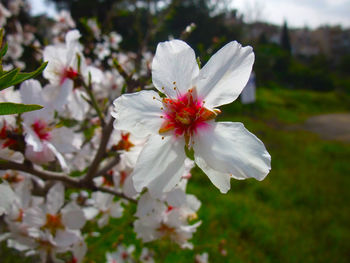 Close-up of white hibiscus blooming on tree