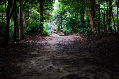 Footpath amidst trees in forest