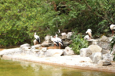 Birds in calm water