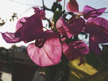 Close-up of pink bougainvillea plant