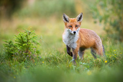 Portrait of an animal on field