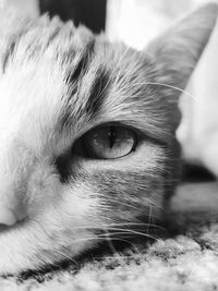 Close-up portrait of a cat