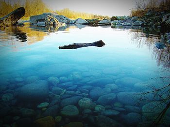 Reflection of trees in water