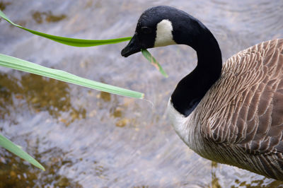 Close-up of duck swimming in lake
