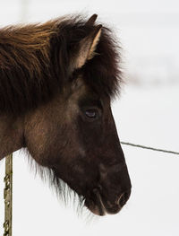 Close-up of a horse looking away