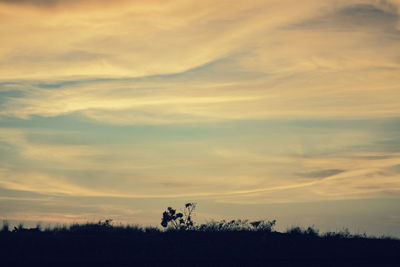 Trees against sky during sunset