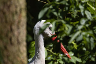 Close-up of bird