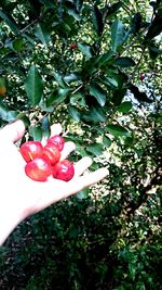 Cropped image of person holding strawberry plant against tree