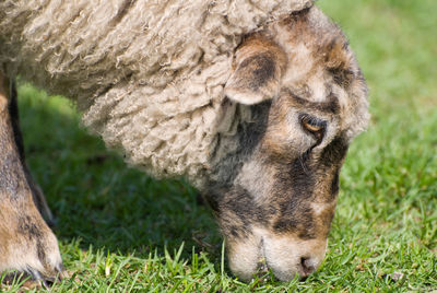 Close-up of sheep grazing