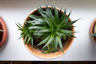 Close-up of potted plant