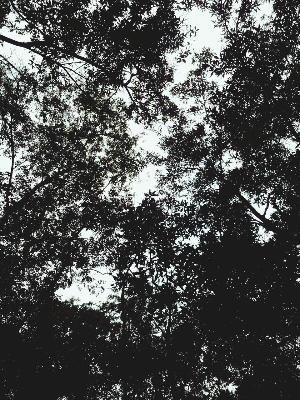 tree, low angle view, branch, growth, tranquility, nature, beauty in nature, sky, forest, backgrounds, full frame, outdoors, day, scenics, no people, tranquil scene, silhouette, leaf, sunlight, clear sky