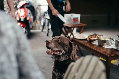 Close-up of dog at sidewalk cafe