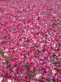 Full frame shot of pink flowers