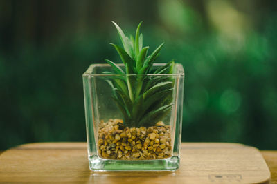 Close-up of plants in glass jar on table