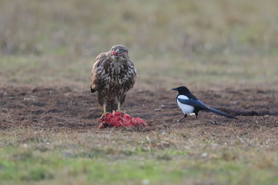 A common buzzard eating carrion