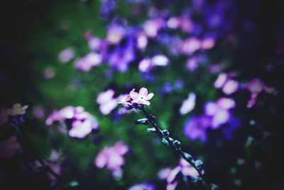 Close-up of purple flowers