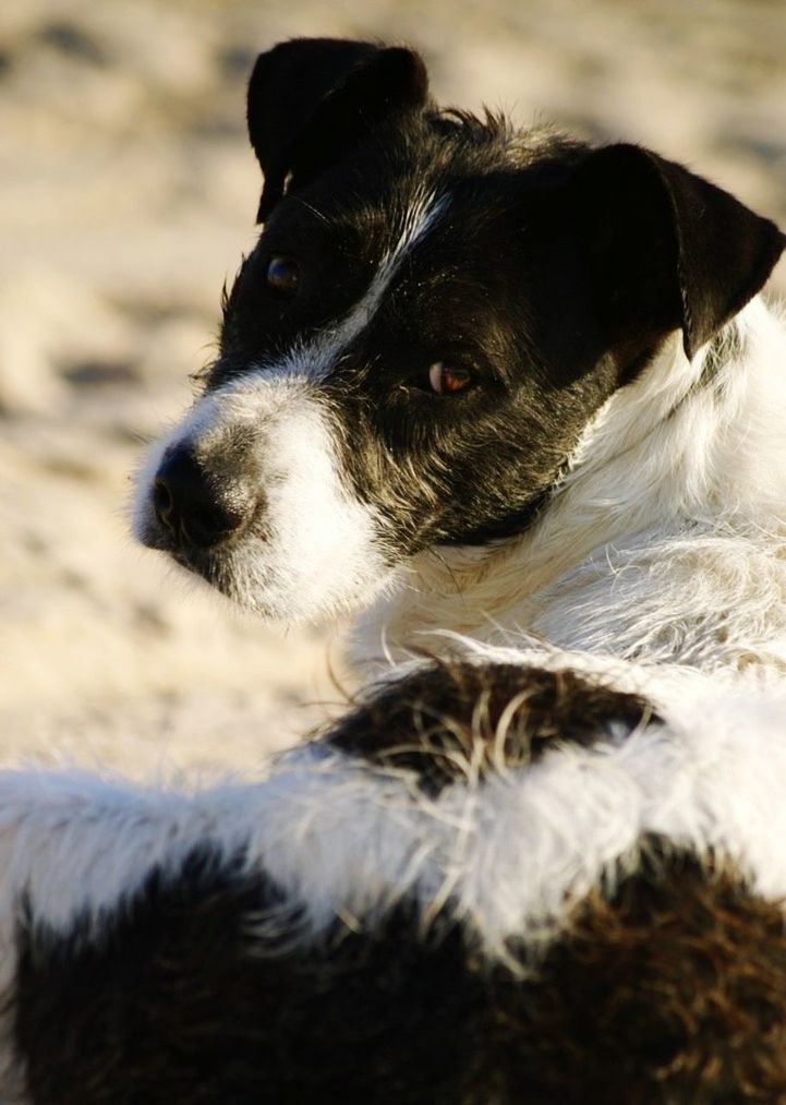 DOG LYING ON THE WALL