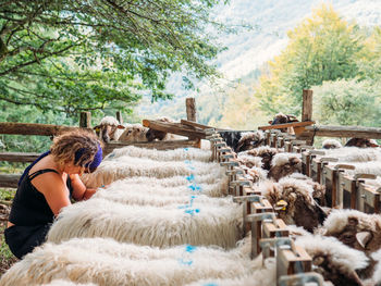 Side view of young female farmer in casual clothes taking care of herd of sheep feeding in farmland on sunny day