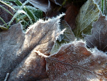 Close-up of frozen plant during winter