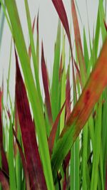 Close-up of plant