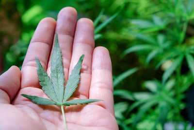 Close-up of hand holding leaves