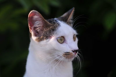 Close-up of cat looking away