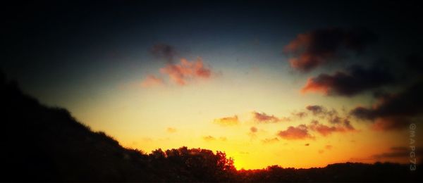 Silhouette of trees at sunset