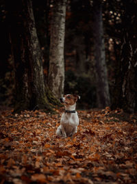 Dog resting on tree trunk