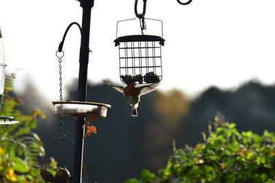 Close-up of bird feeder