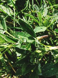 Close-up of wet plants