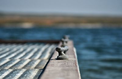 Close-up of a bird