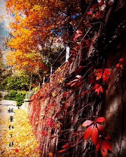 Low angle view of trees during autumn