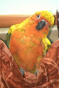 Close-up of parrot perching