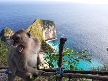 Monkey sitting on rock by sea