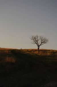 Bare tree on landscape against clear sky