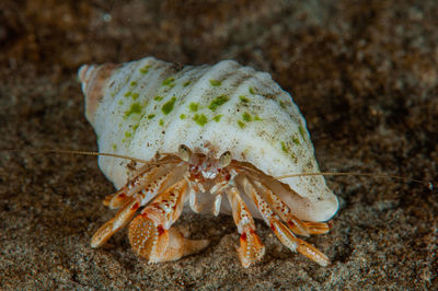 Close-up of crab on beach