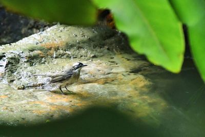 Close-up of bird perching on a water