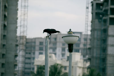 Close-up of bird perching against sky