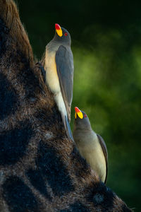 Two yellow-billed oxpecker perched on masai giraffe