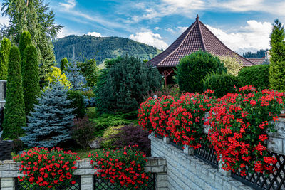 Flowering plants by building against sky