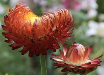 Close-up of red flower