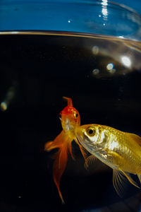 Close-up of fish swimming in sea