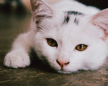 Close-up portrait of cat