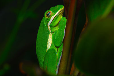 Close-up of frog on plant